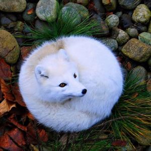 Meet your Posher, Gary